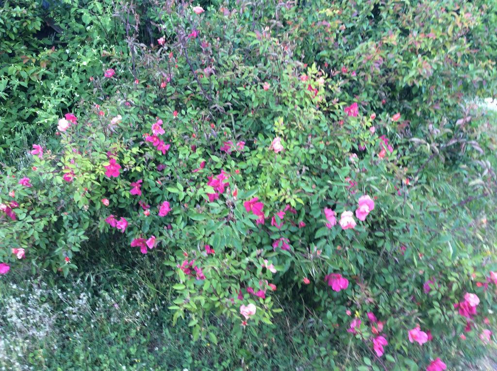 לנגיראנו B&B Villa Rossana מראה חיצוני תמונה